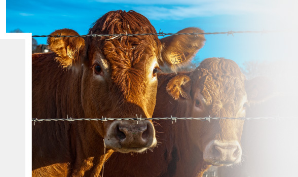 Two cows behind a barbed wire fence
